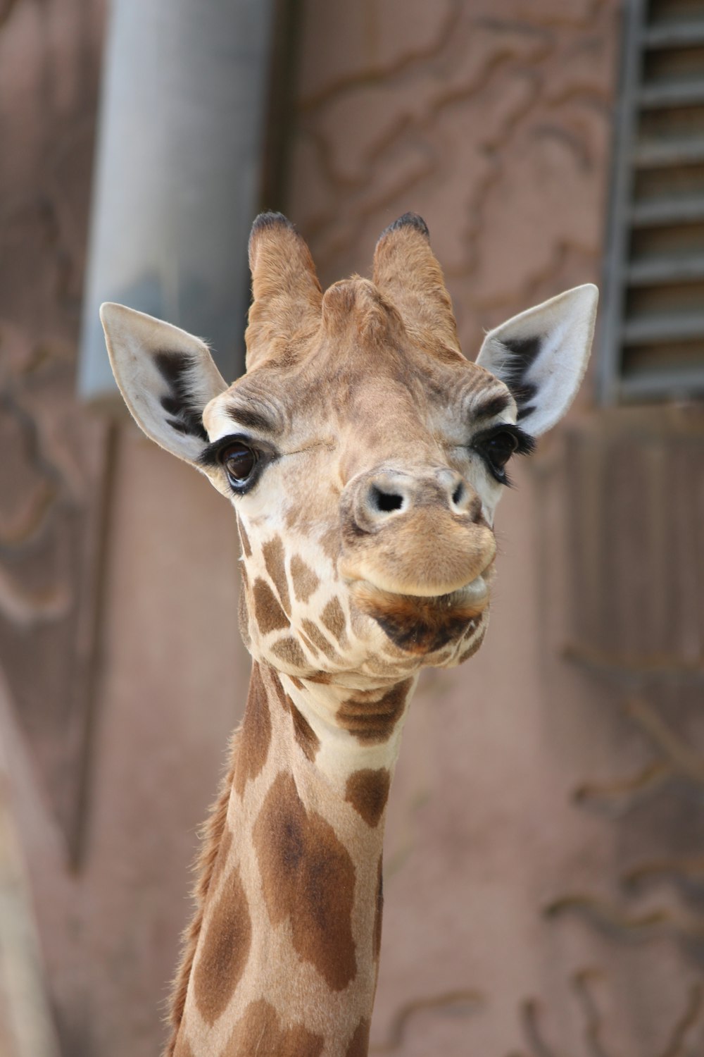 giraffe near wall