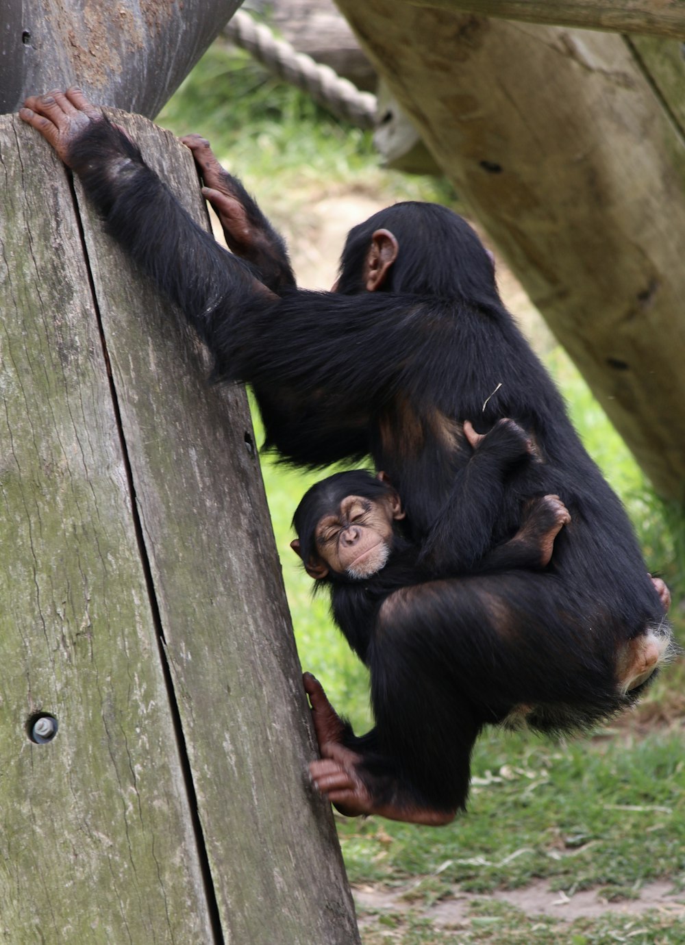 baby hugging chimpanzee hanging on wooden frame
