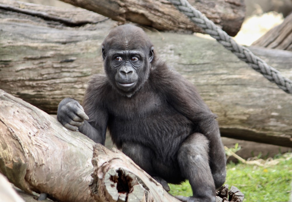 black monkey beside wooden logs