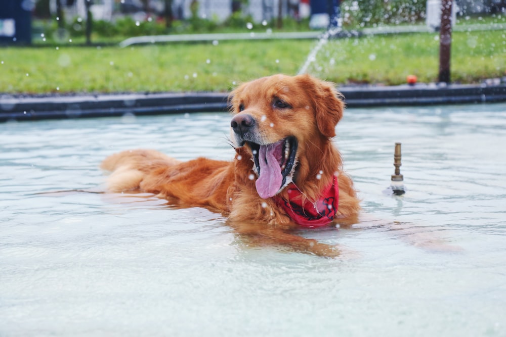 dark golden retriever lying in body of water