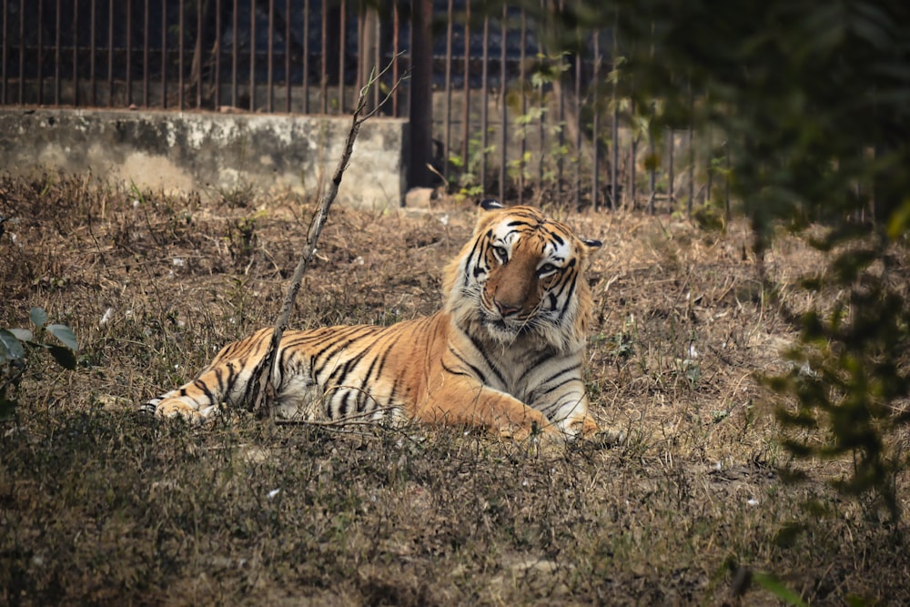 adult tiger on green field