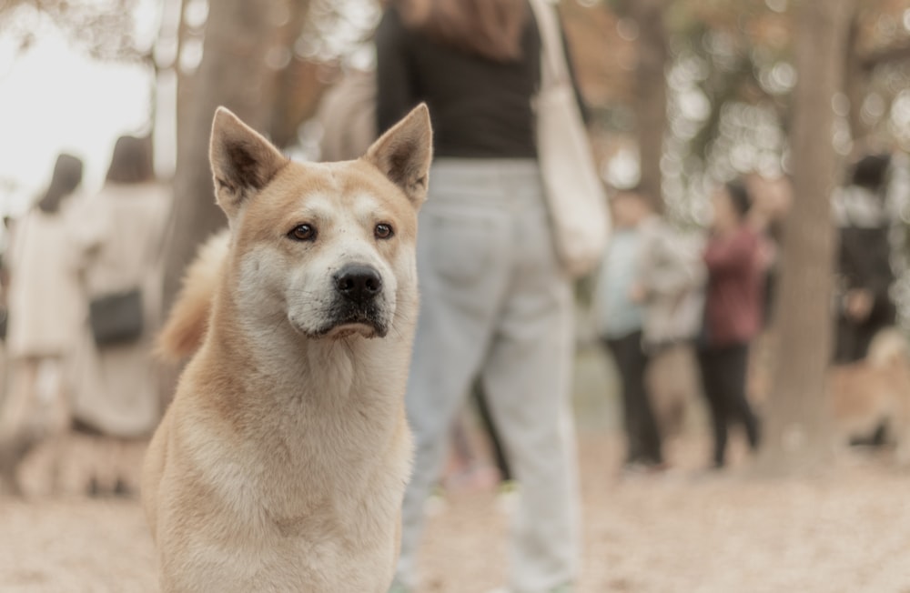 adult Canaan dog