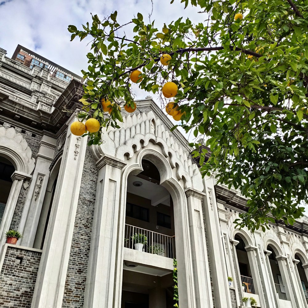 orange fruits near white historic building under white and blue sky