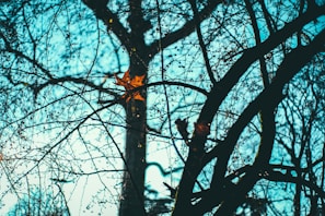 A high-contrast view of tree branches with sparse leaves silhouetted against a bright blue sky. An orange autumn leaf stands out prominently among the thinner branches. The composition gives a sense of complexity with overlapping lines and shapes.