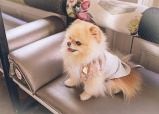 pomeranian dog wearing a dress in a cafe bar