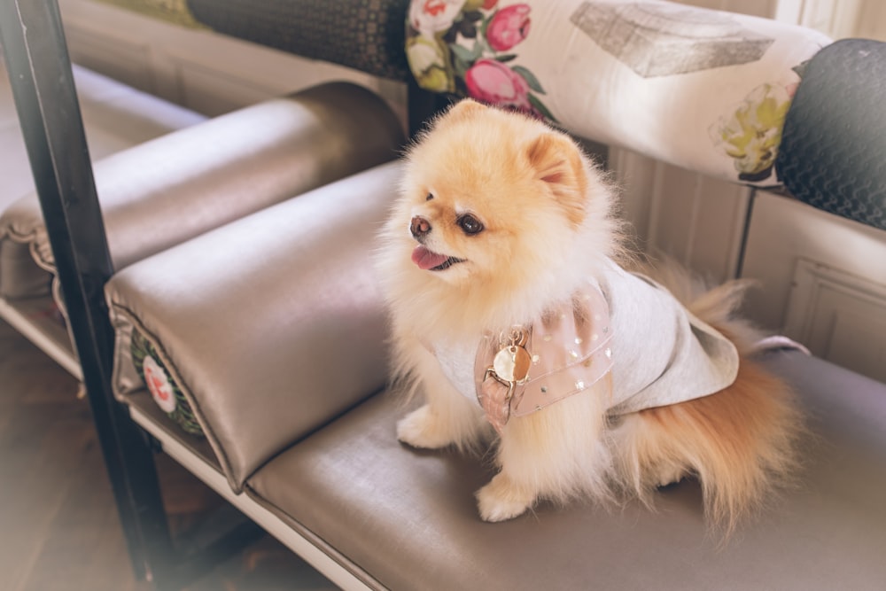 shihtzu on brown leather sofa