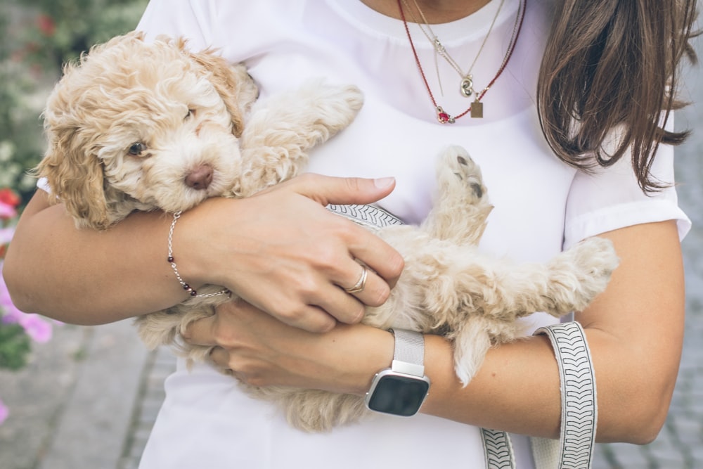 woman carrying brown puppy