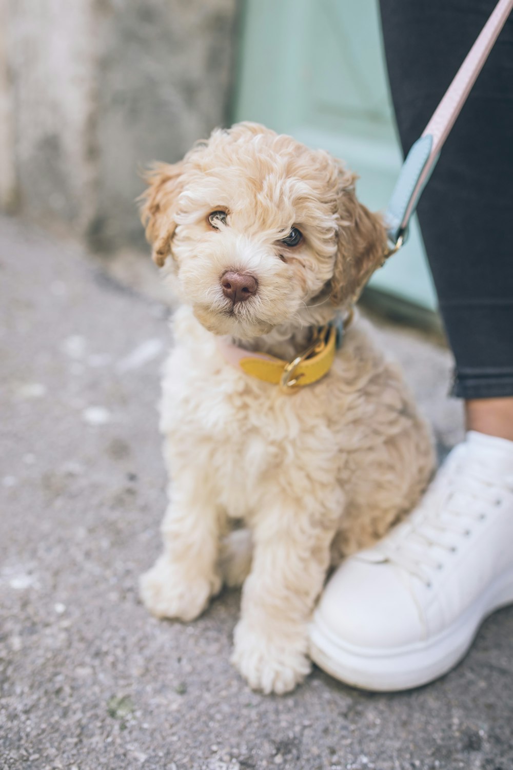 人の靴の横に座っている長いコーティングされた茶色と灰色の子犬