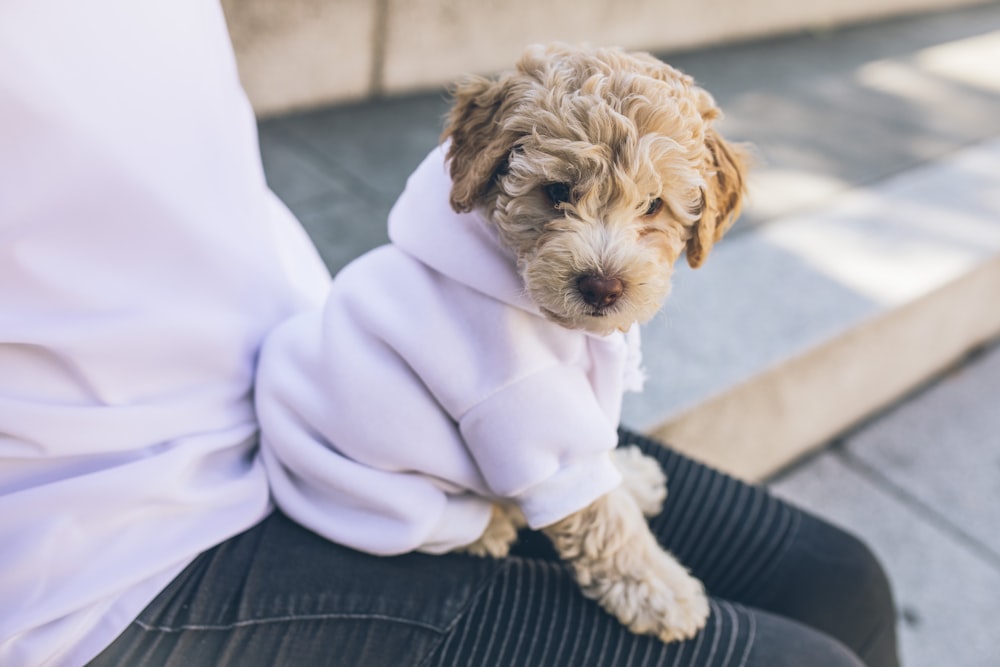 人の膝の上に白いジャケットで覆われた長いコーティングされた茶色と灰色の子犬