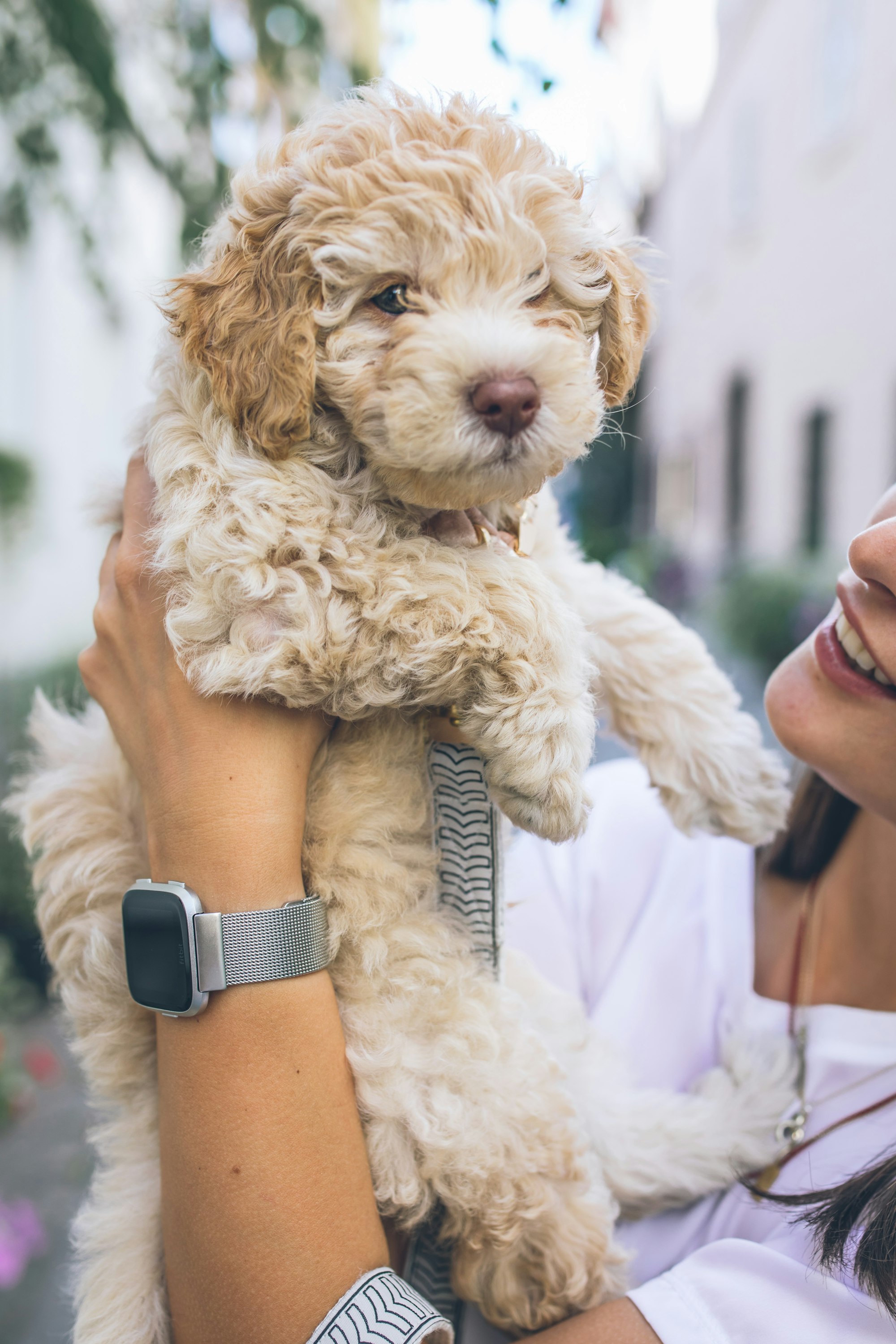 woman holding a cute cockapoo puppy 