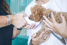 Veterinärschulen, tiermedizin studium, medizin studieren, in rumänien medizin studieren