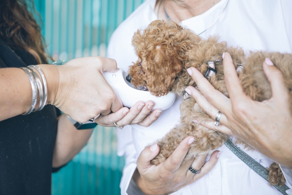 Persona que lleva y alimenta caniche de juguete marrón