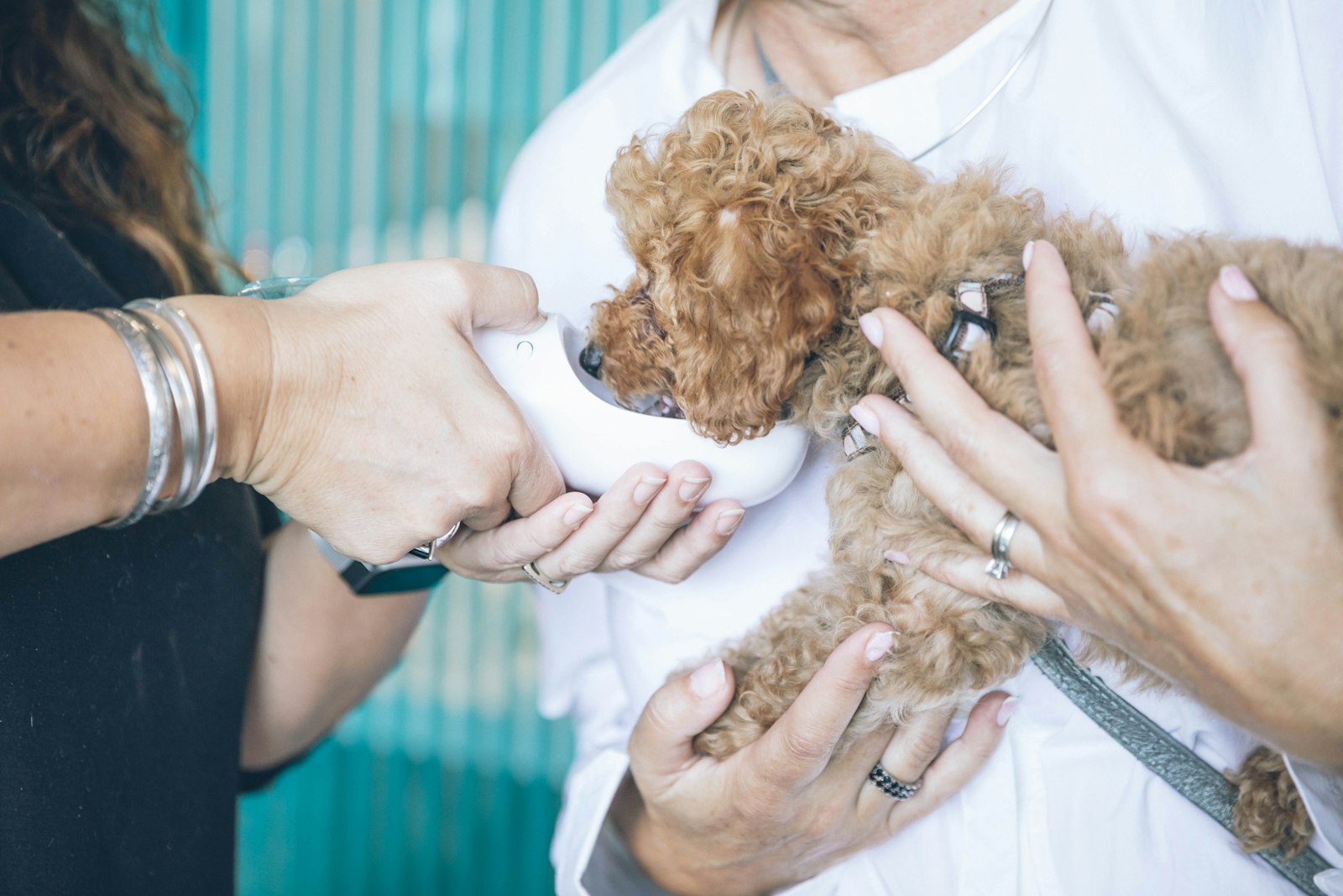 First visits, done at your pet's pace
