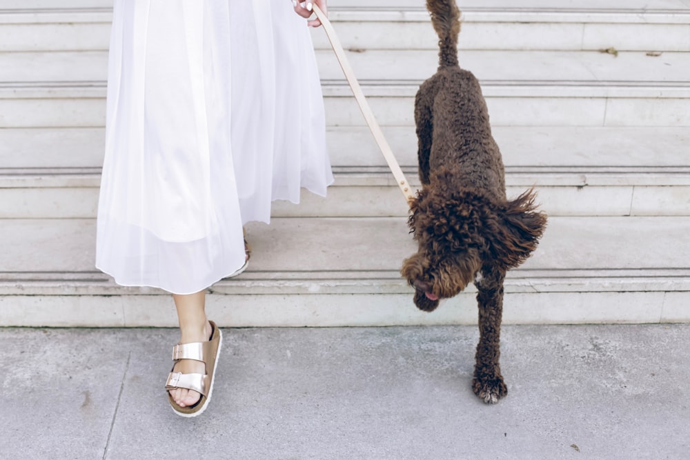 woman holding dog leash while on stairs