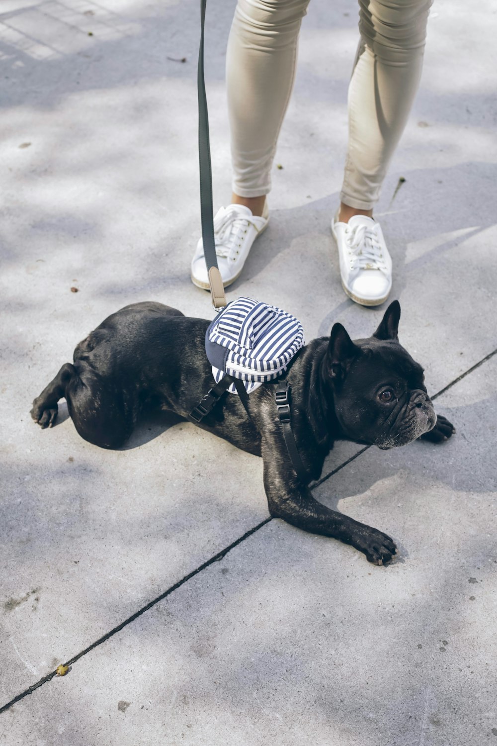 short-coated black dog lying on ground