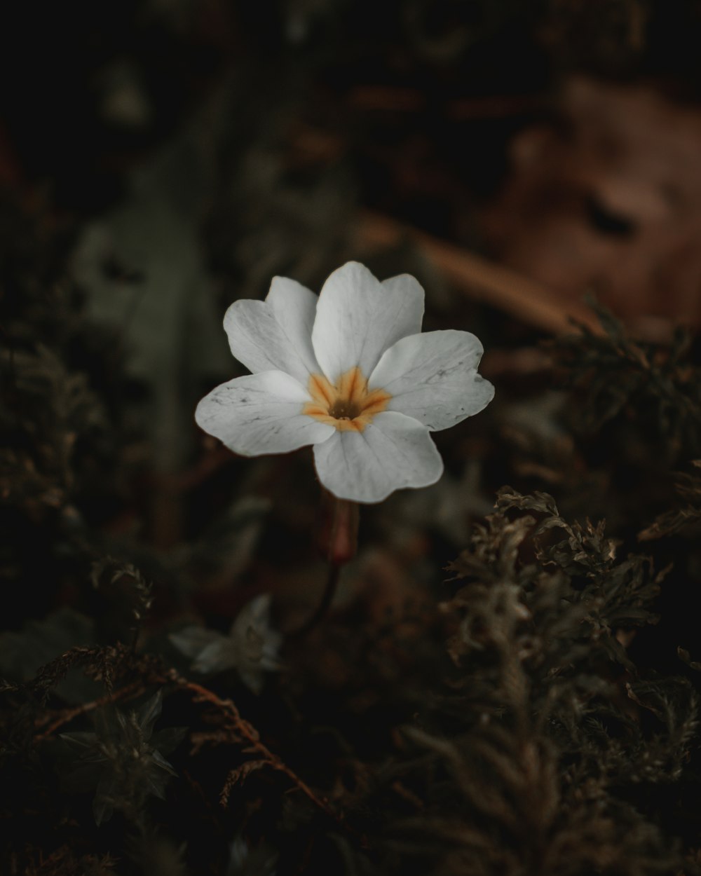 하얀 꽃잎이 만발한 꽃의 매크로 사진