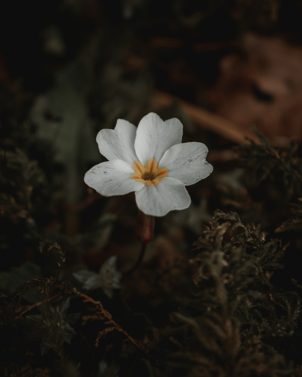 macro photography of blooming white petaled flower