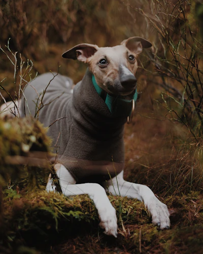 Clover, a fawn Whippet with a dark mask, lying on moss in the forest in a gray fleece
