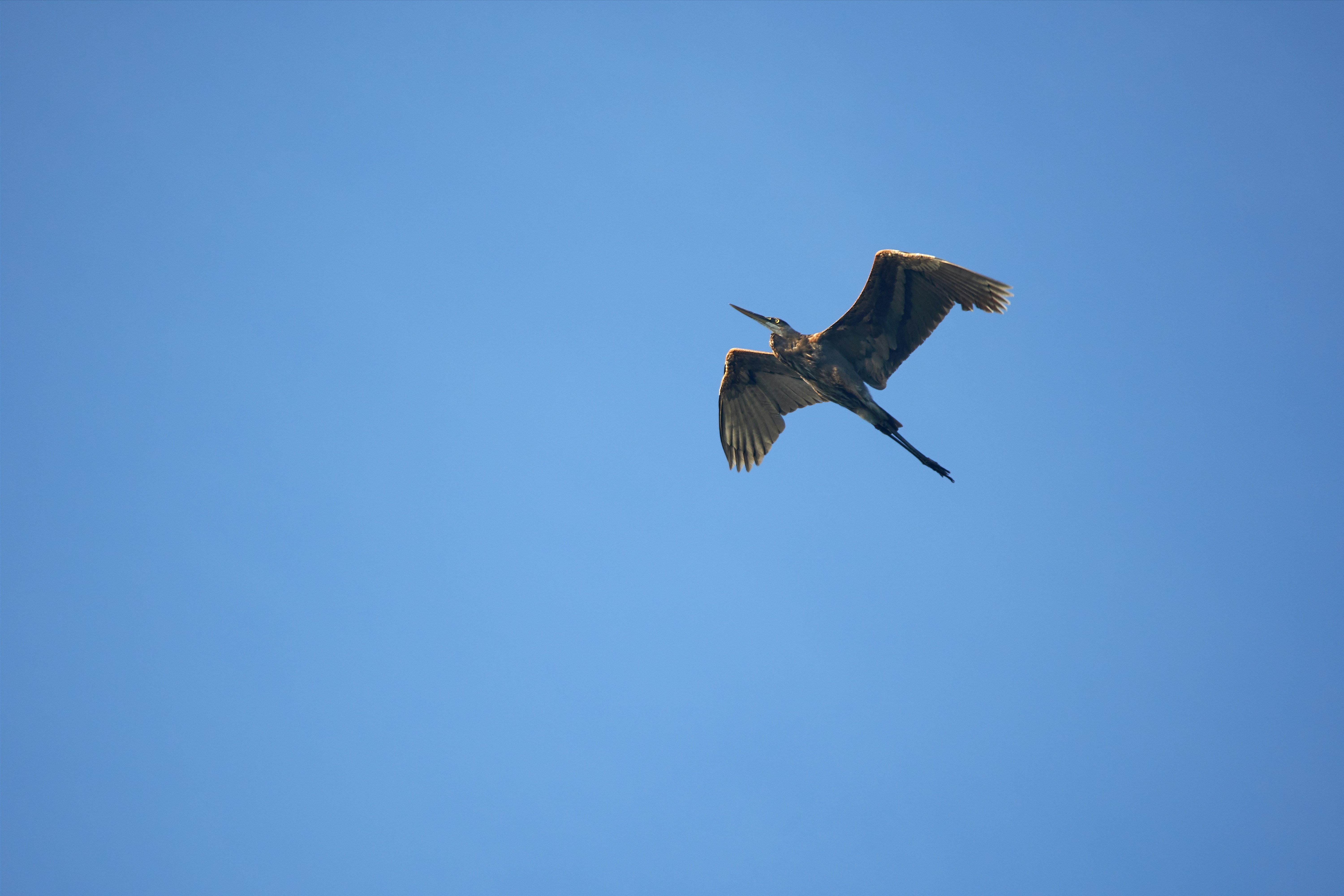 Photo by wolfgang_hasselmann