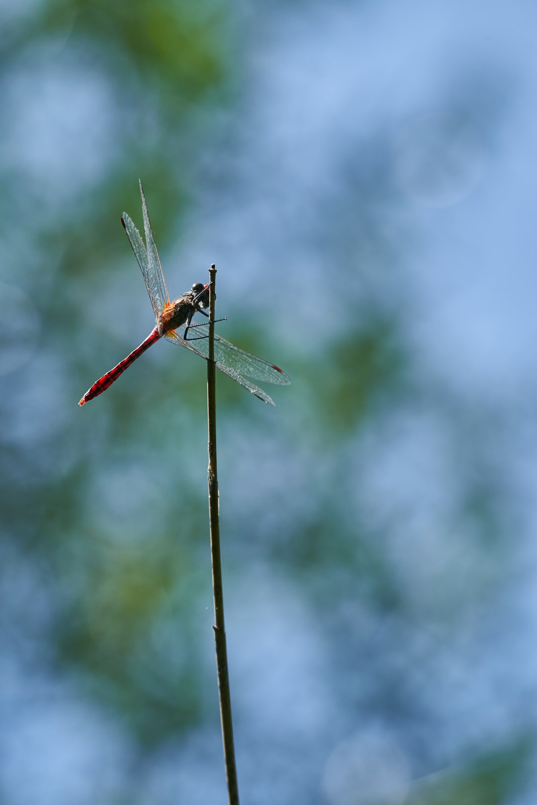 macro photography of dragonfly