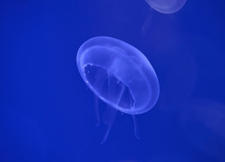 white jellyfish photograph