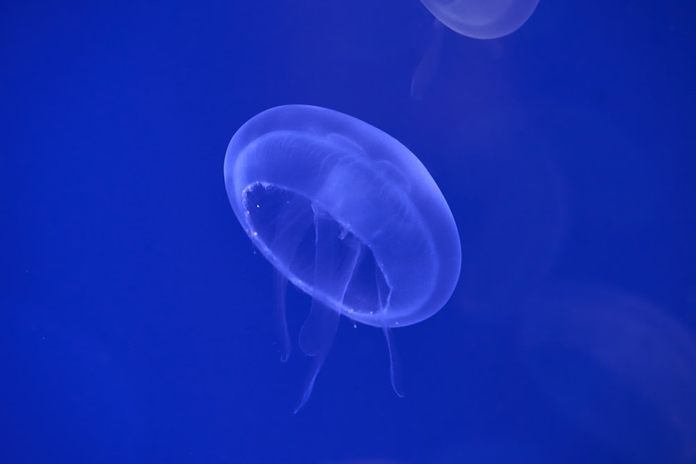 white jellyfish photograph