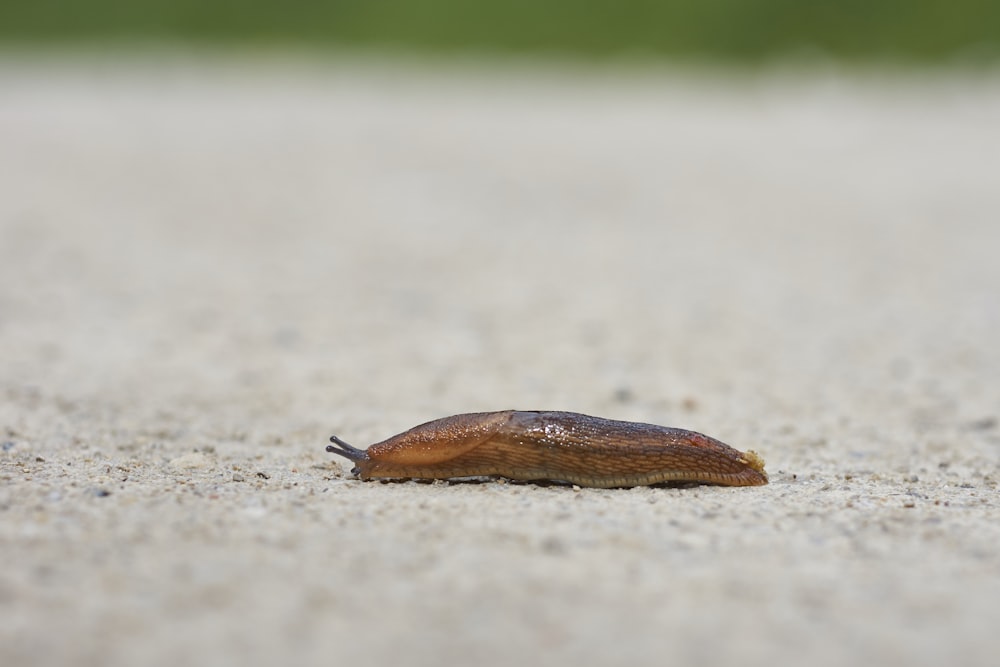 macro photography of brown snail