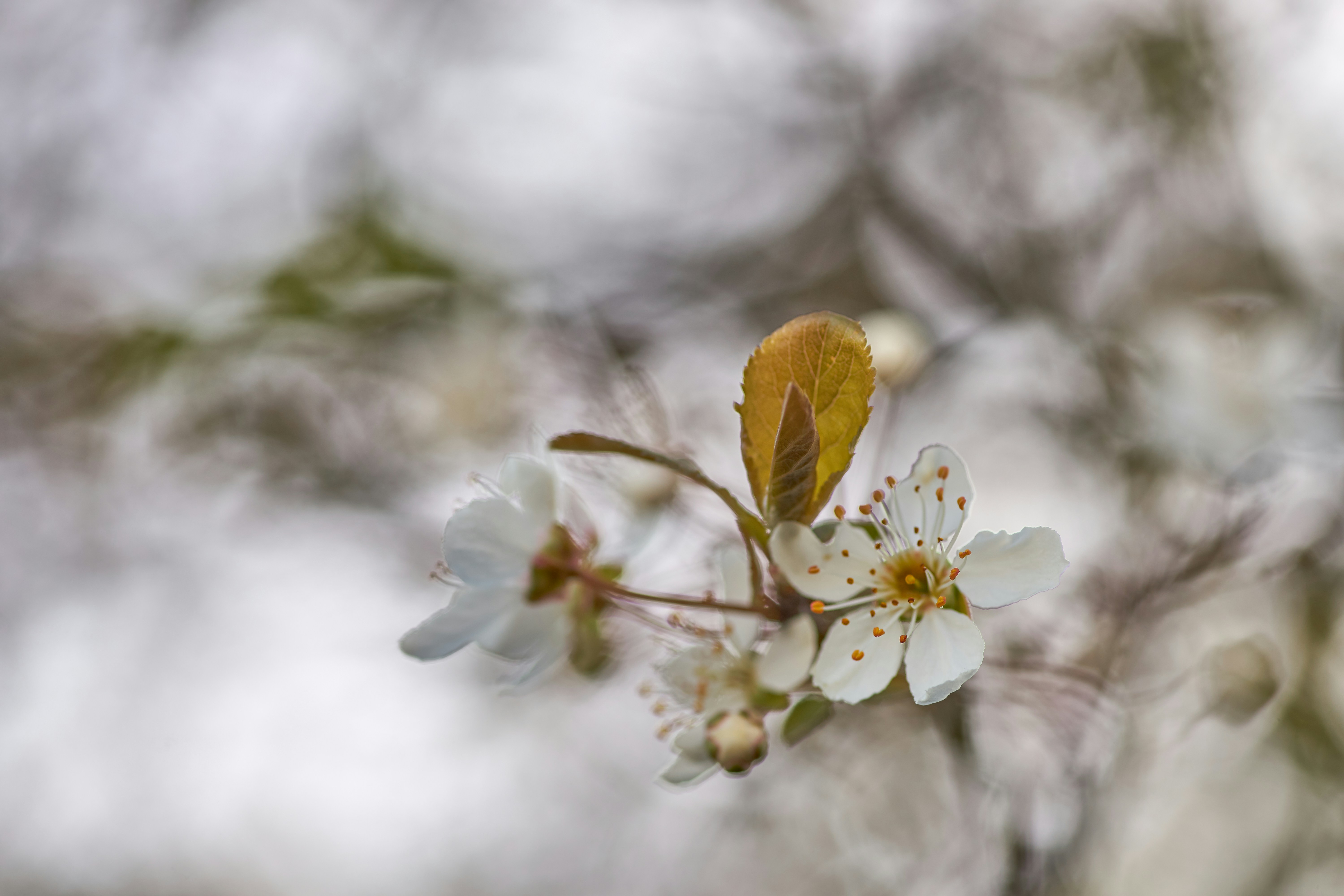 Photo by wolfgang_hasselmann