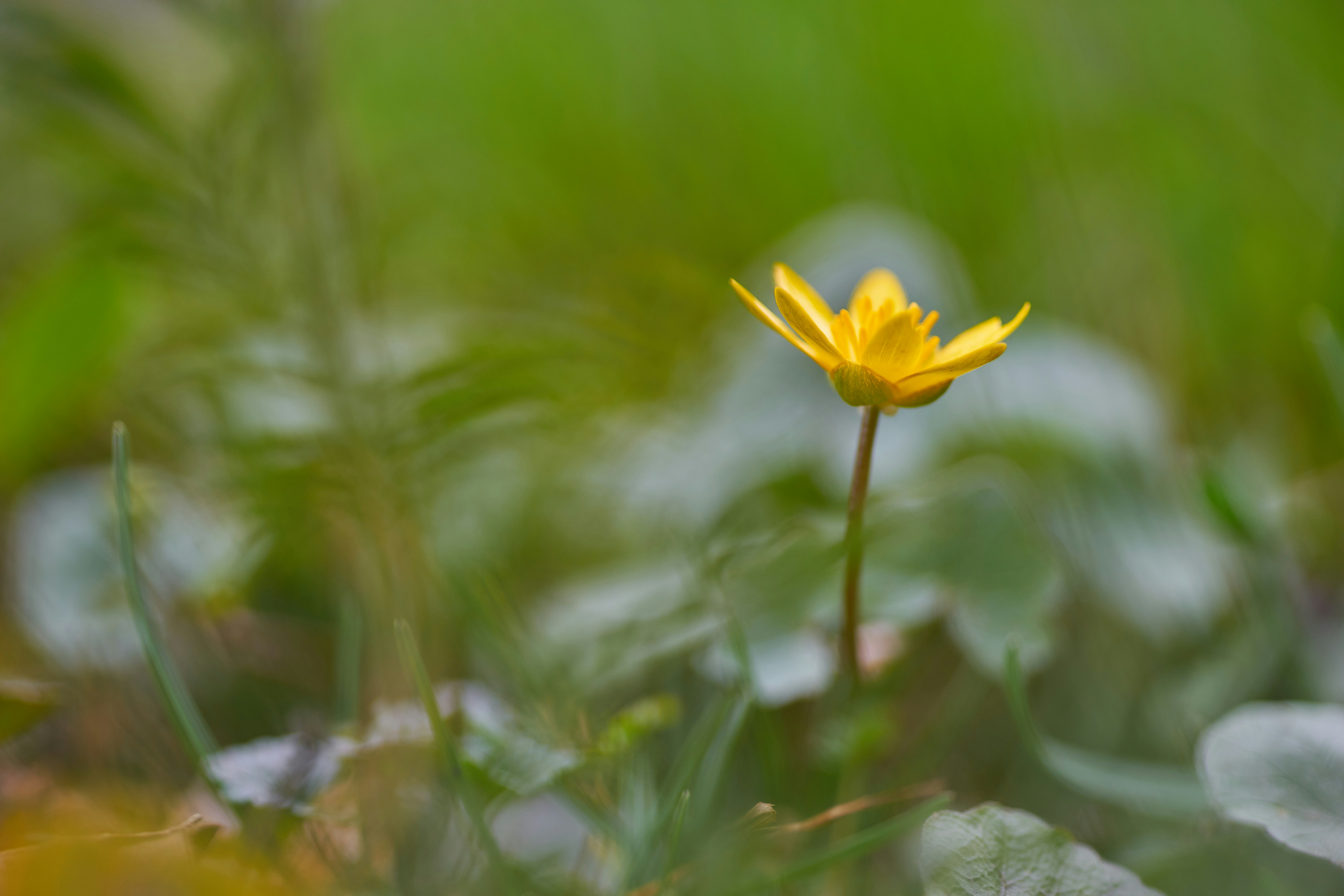 Photo by wolfgang_hasselmann