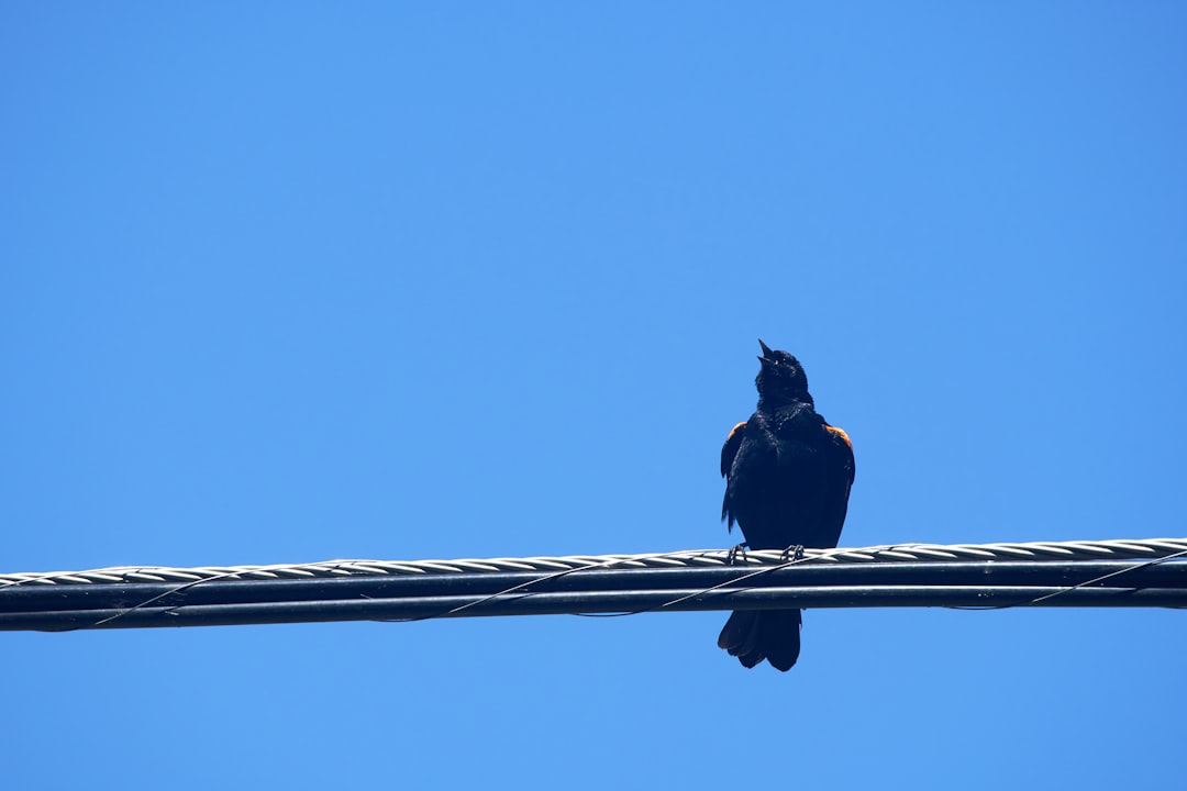 black crow bird on cable wire