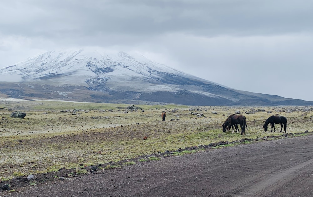 horses eating grasses viewing mountain under white and blue sky