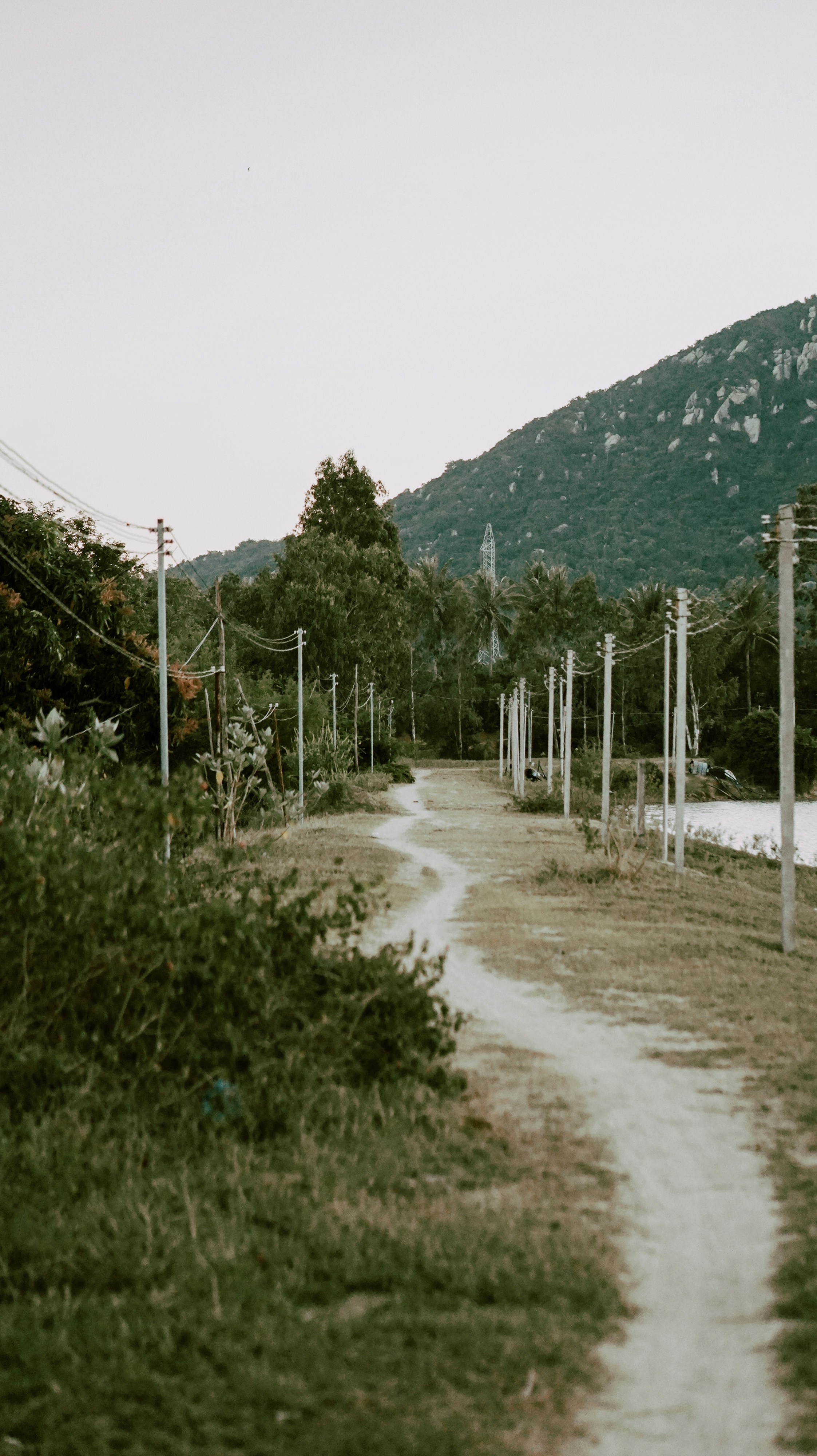 Bicycle lane along meadow surrounded by forest