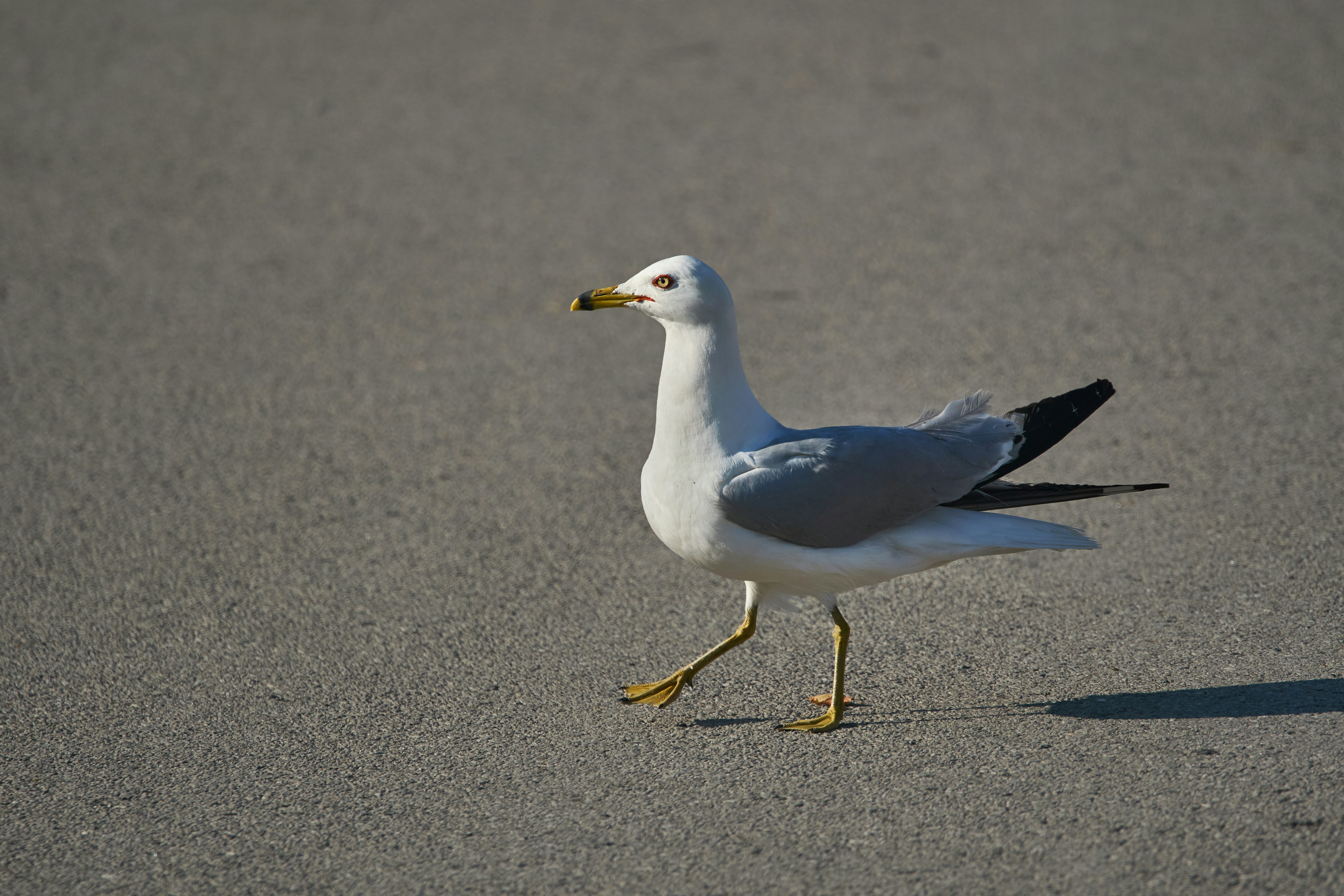 Photo by wolfgang_hasselmann