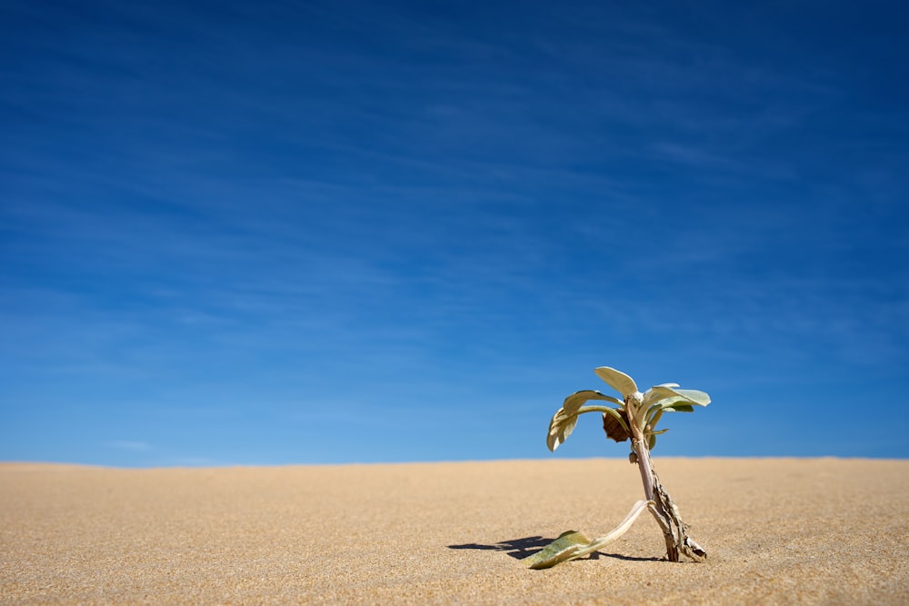 green leaf plant on desert under blue and white sky