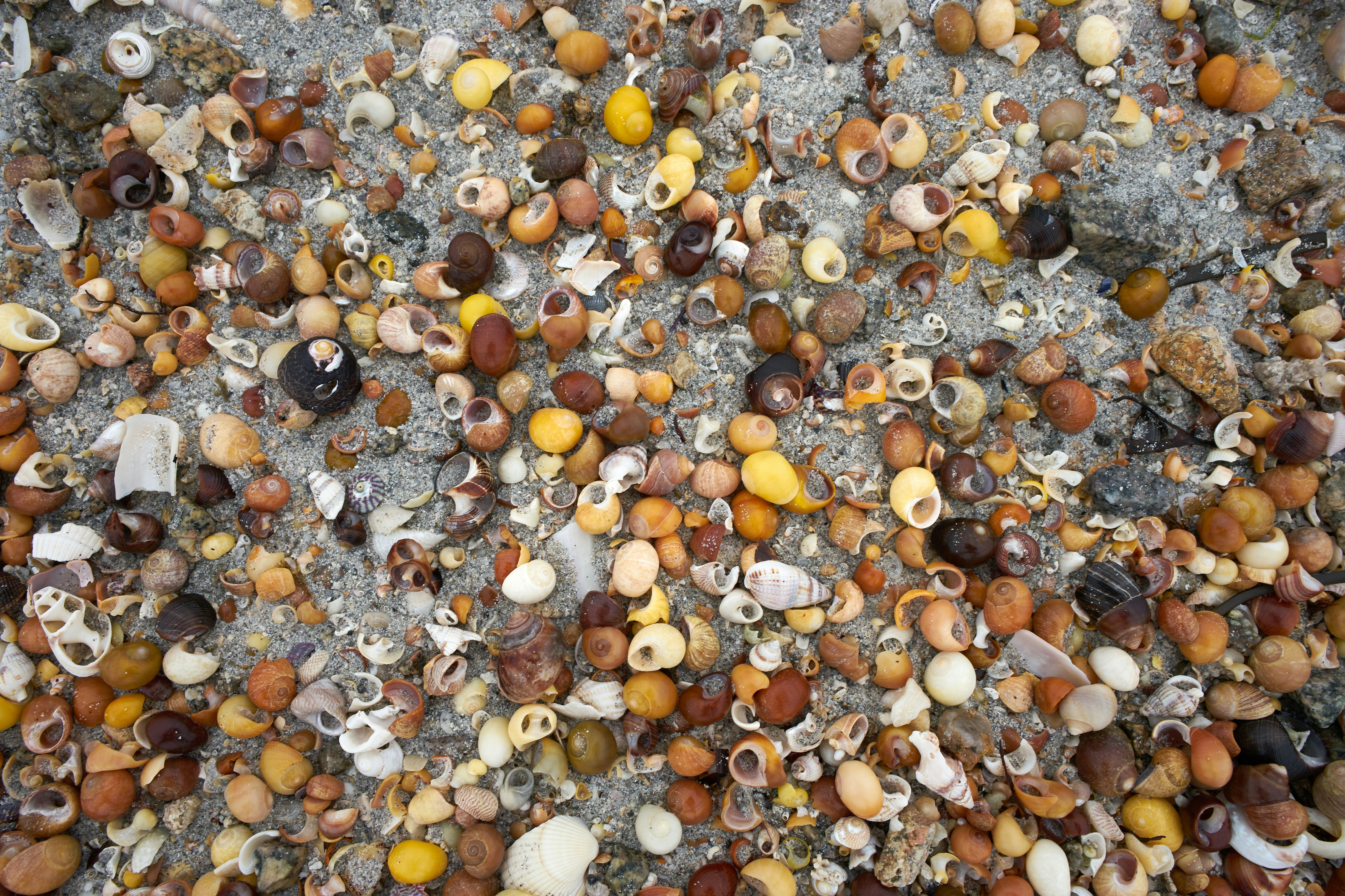 Photo by wolfgang_hasselmann