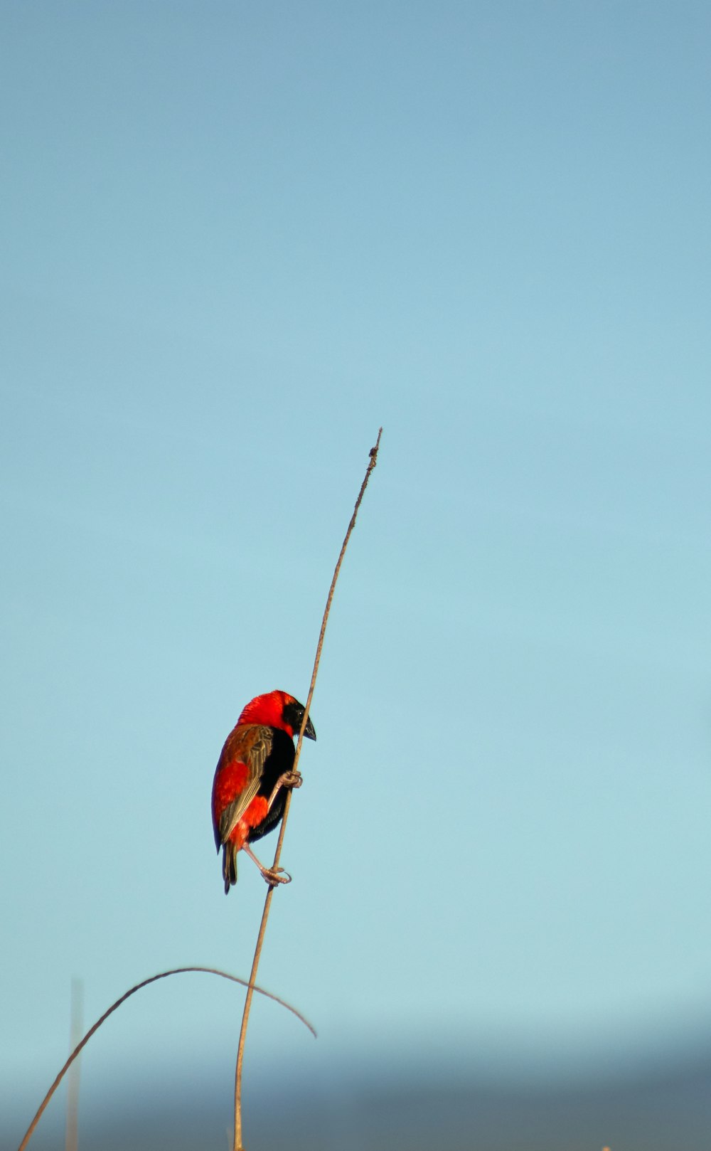 red and black small-beaked bird