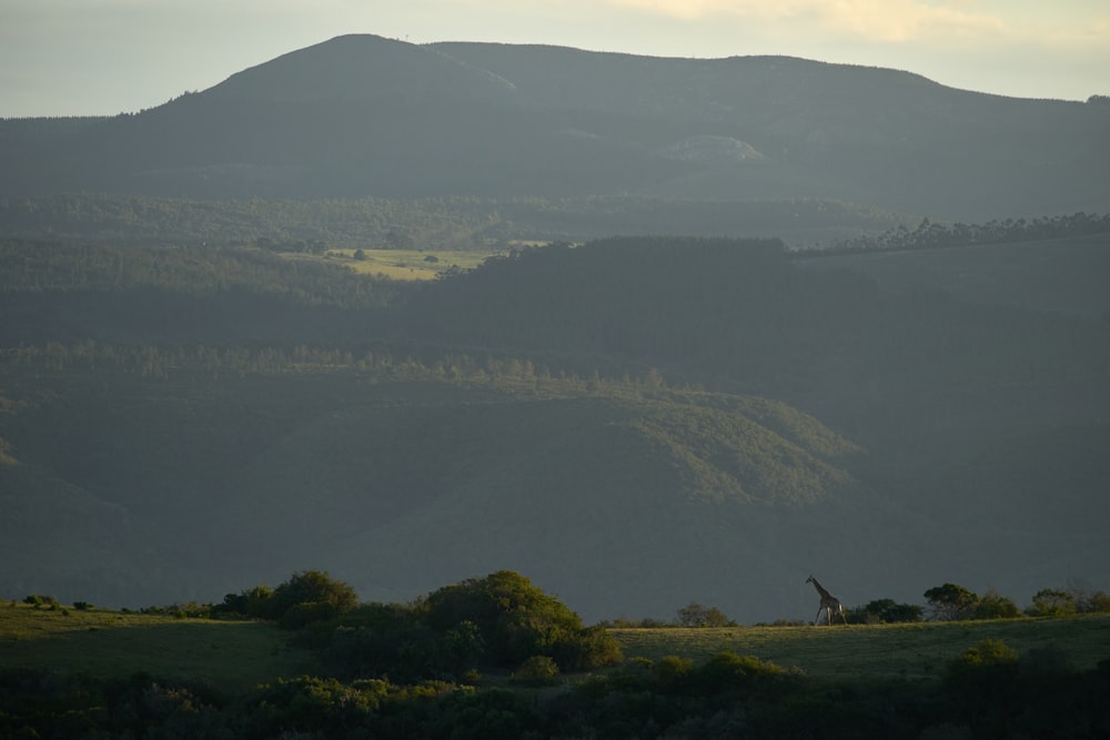 aerial photography of giraffe on green field viewing mountain under blue and white sky