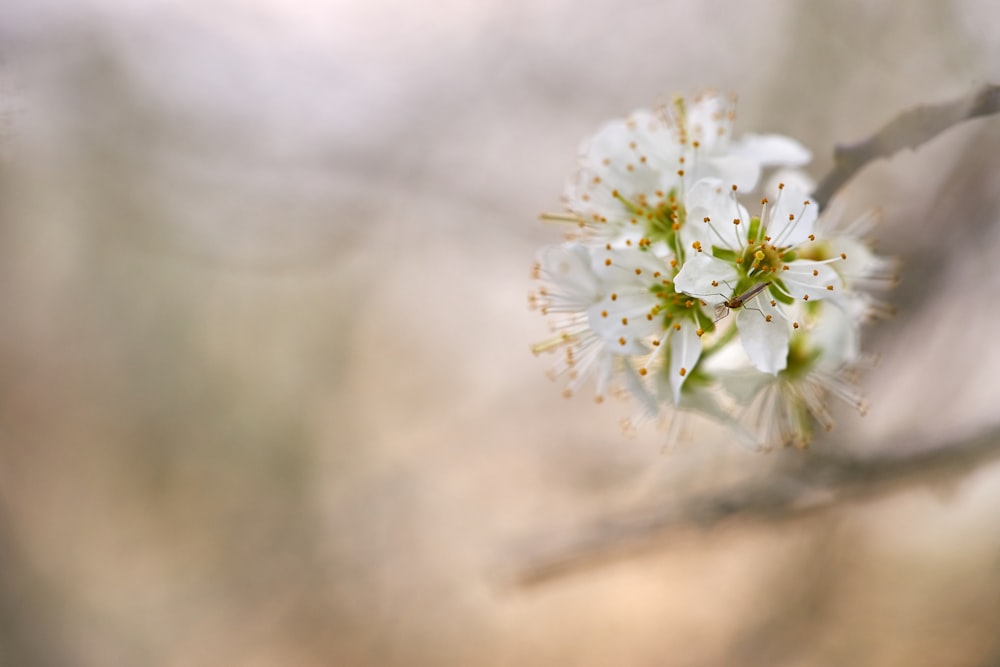 Makrofotografie von weißen Kirschblüten