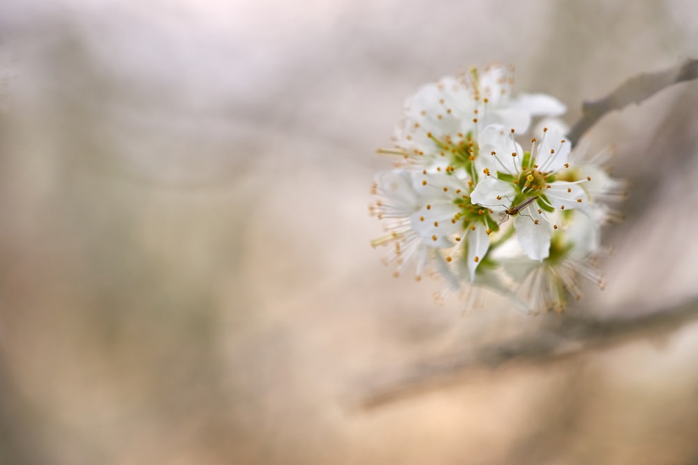 macro photography of white cherry blossoms