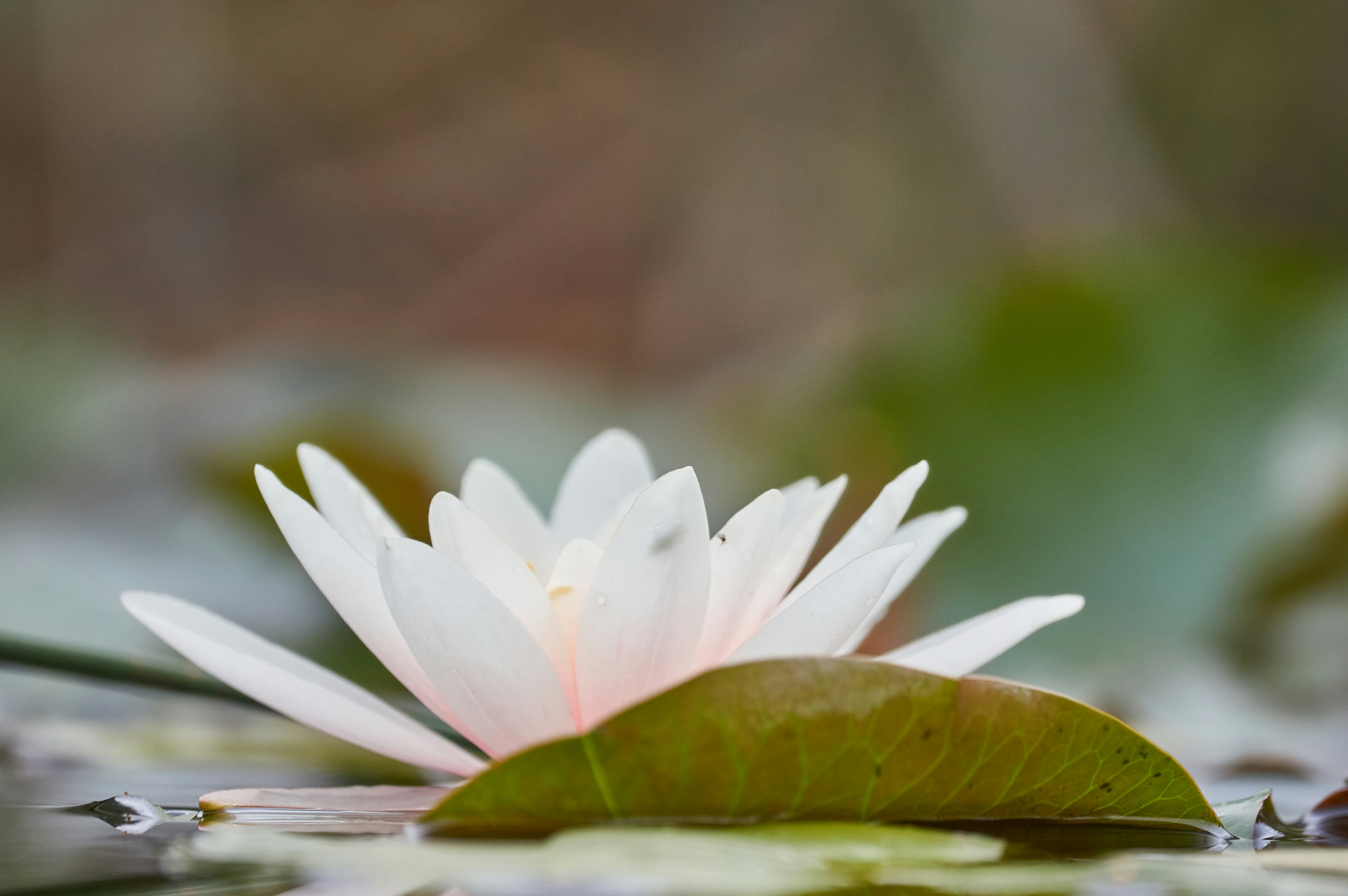 Photo by wolfgang_hasselmann