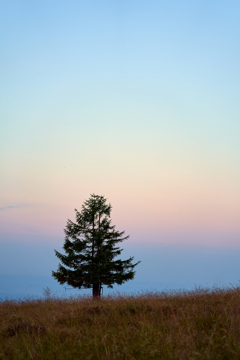 green lonely tree on brown field