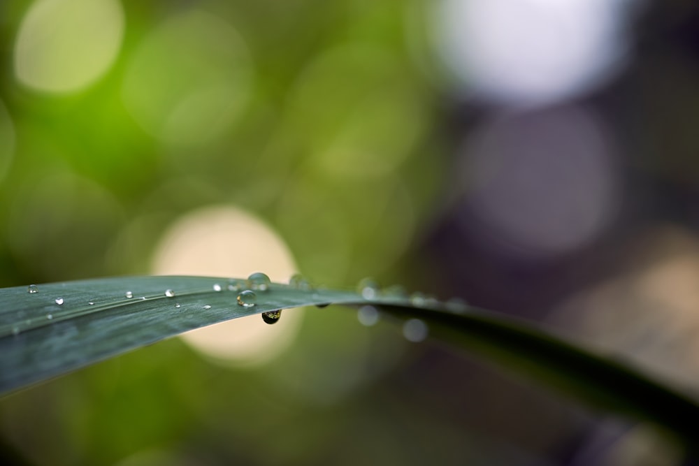 Fotografía macro de gotas de agua en planta de hoja verde