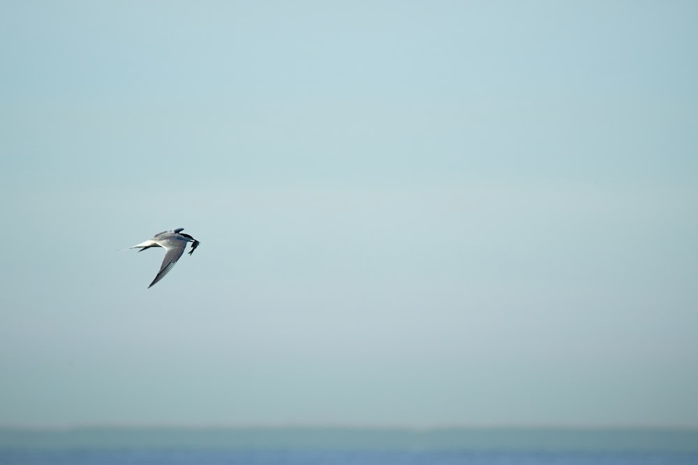 white and gray bird flying in the sky