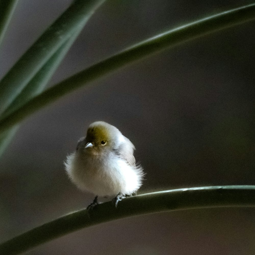 macro photography of white chick on green plant