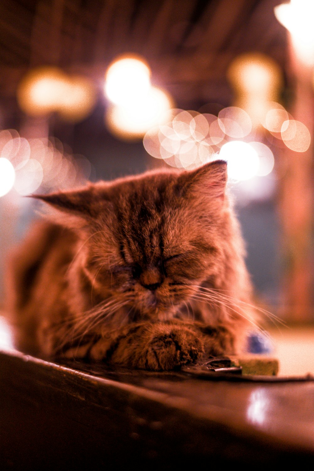 selective focus photography of brown cat lying on brown table