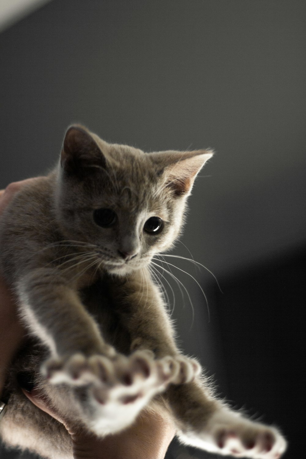 selective focus photography of gray kitten