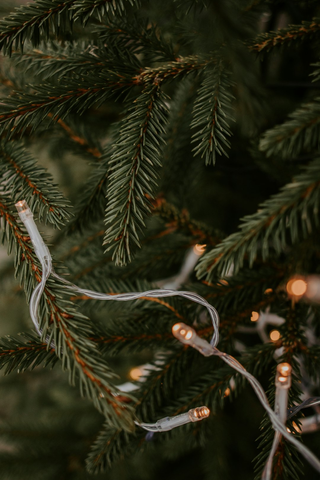 green pine tree with red and white string lights