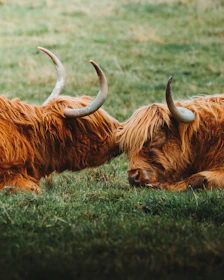 Mini highland cows resting peacefully on the soft grass with the Colorado mountains rising in the background.