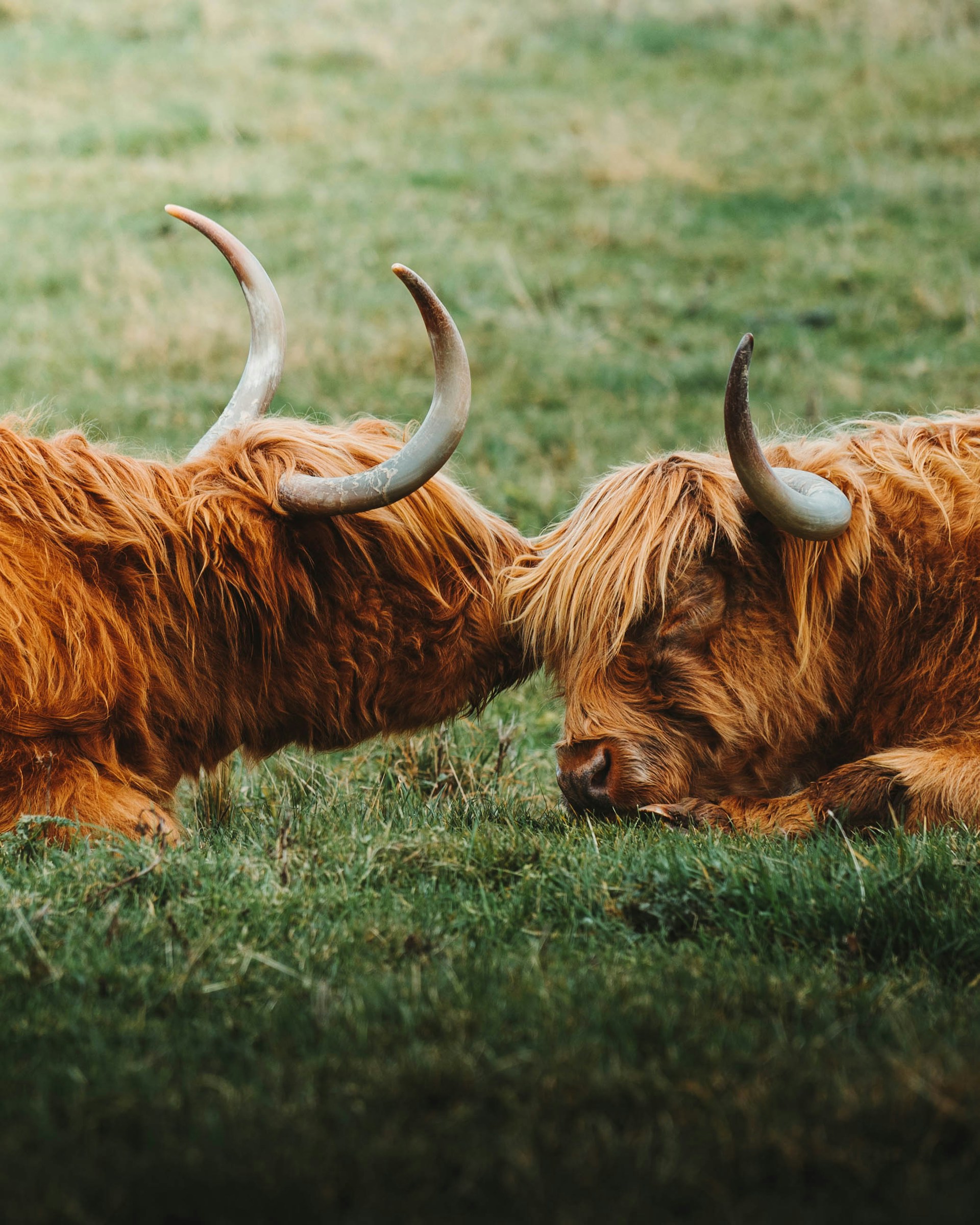 A charming scene of a miniature Highland cow and her calf nestled together under a large oak tree on a bright day.