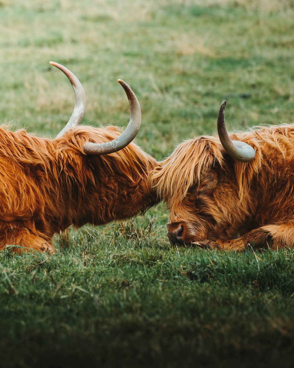 selective focus photography of two cattles